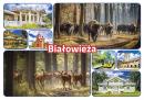 Zdjęcie Białowieża -  8973