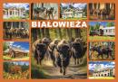 Zdjęcie Białowieża -  8976