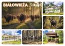 Zdjęcie Białowieża -  8978